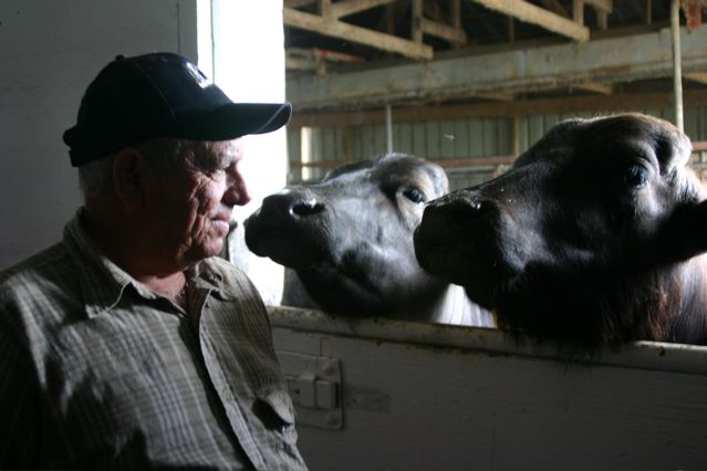 Juan Sanchez Martell and friendly water buffalo at Martin Littkemann and Lori Smith's farm.  Photo by Wendy Holm,